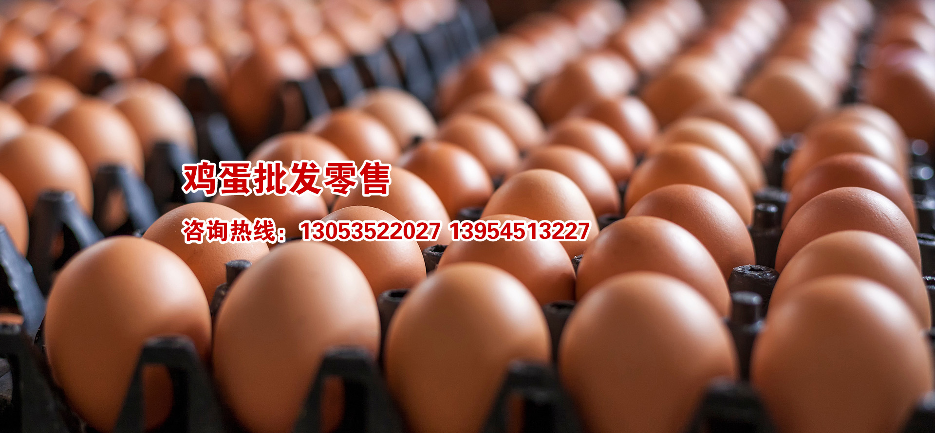 海陽鴻牧種雞有限公司